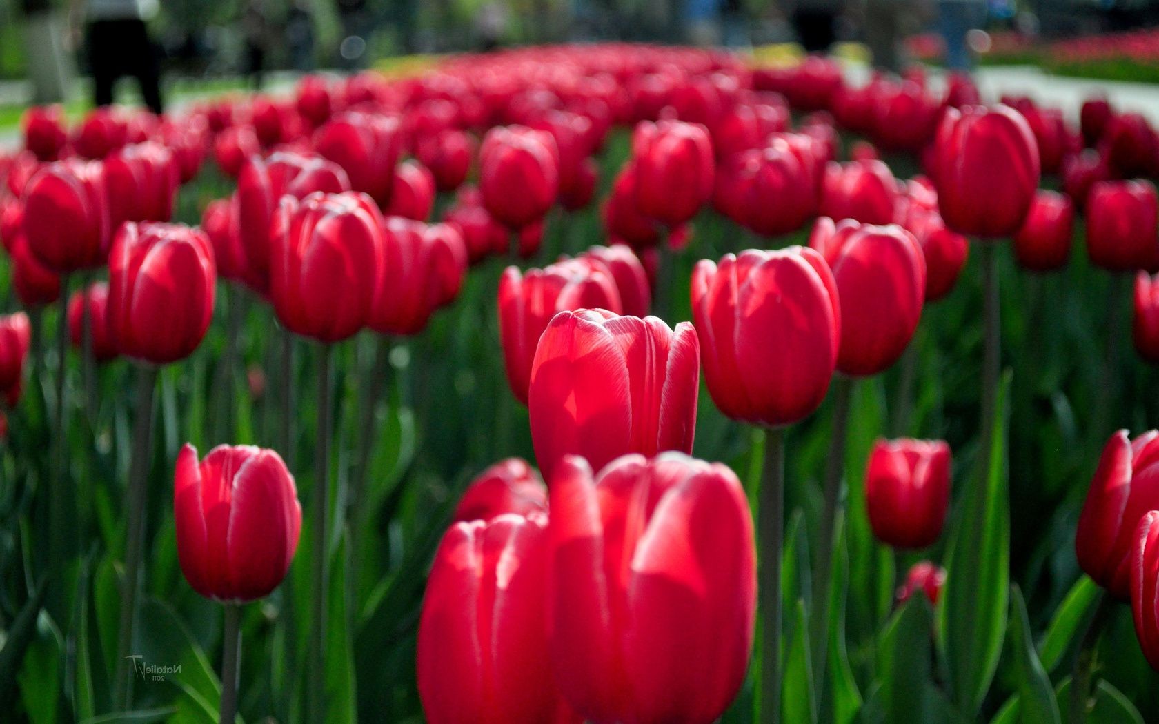 çiçekler lale bahçe doğa çiçek yaprak flora parlak renk alan büyüme paskalya yaz çiçek sezon açık havada petal lambalar buket