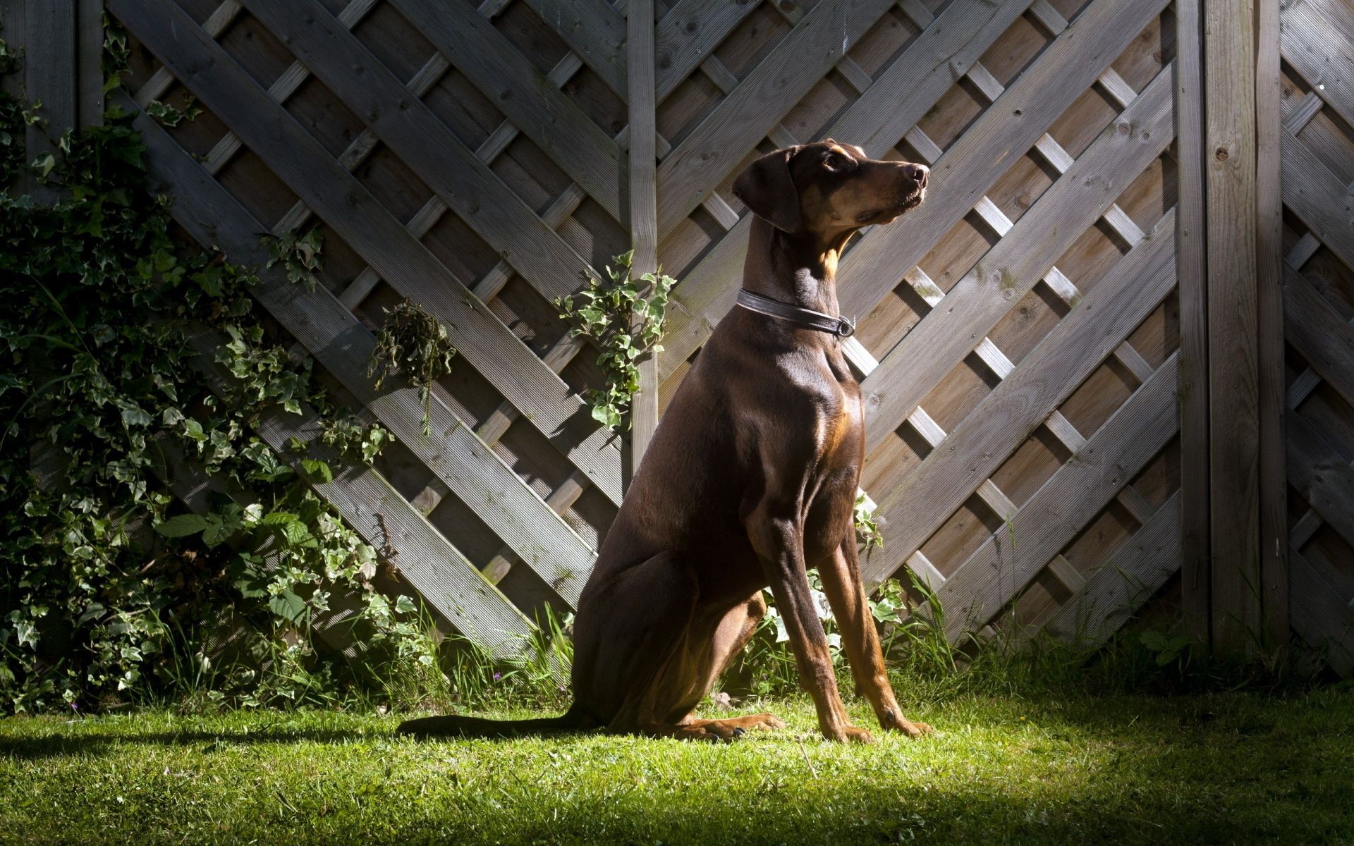 cão mamífero cão grama animal sozinho canino animal de estimação retrato ao ar livre cerca madeira