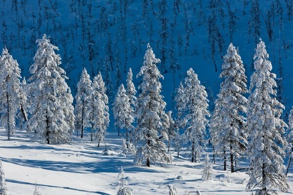 Frosty forest. Ate in the snow. Snow firs. New Year