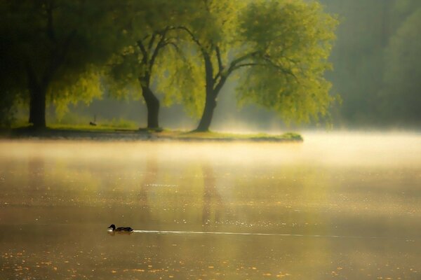 Im Nebel schwimmen wir die Ente auf dem See