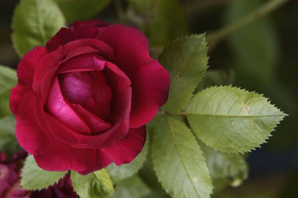 Una rosa simple no es como todas las demás rosas