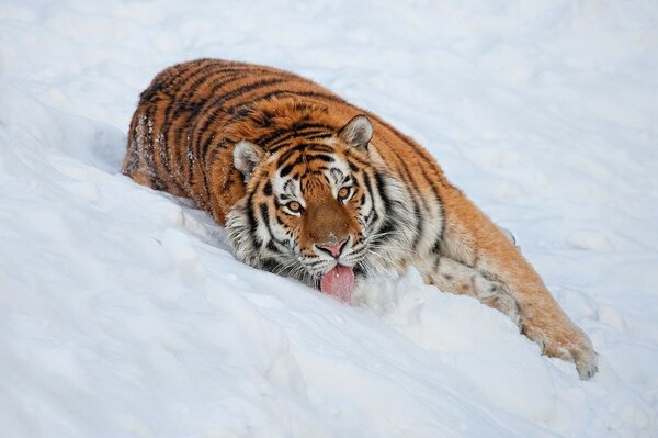 Striped tiger sprawled on the white snow