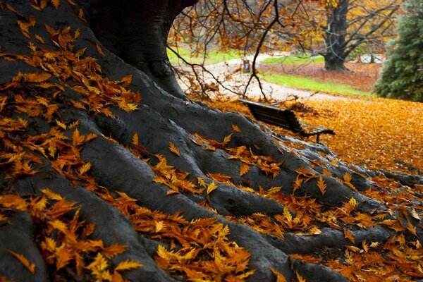 Herbstbaum. Gefallene goldene Blätter