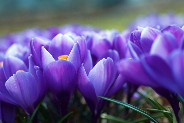 The first spring flowers are crocuses