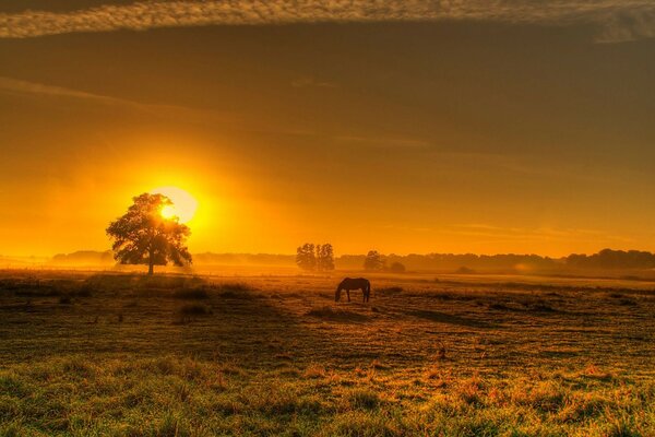 Sunset on the meadow of a field with a horse