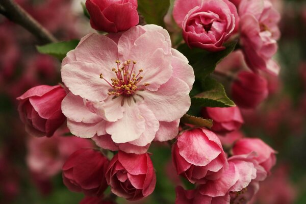 Floreciente flor de rosa en el fondo de brotes aún cerrados