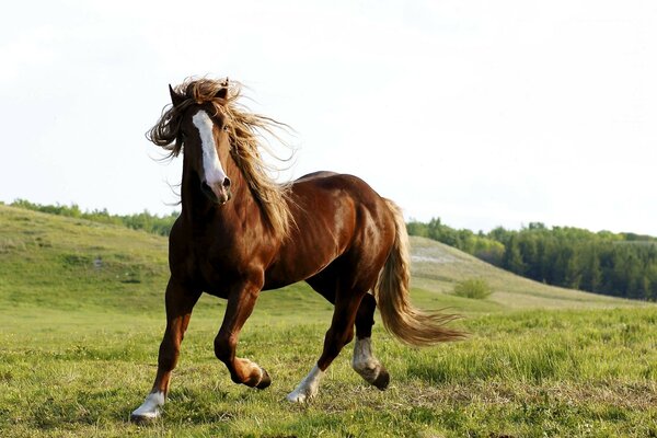 Caballo jugando en el campo del paisaje