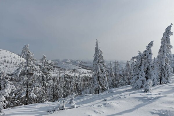 Winter hills overgrown with fir trees