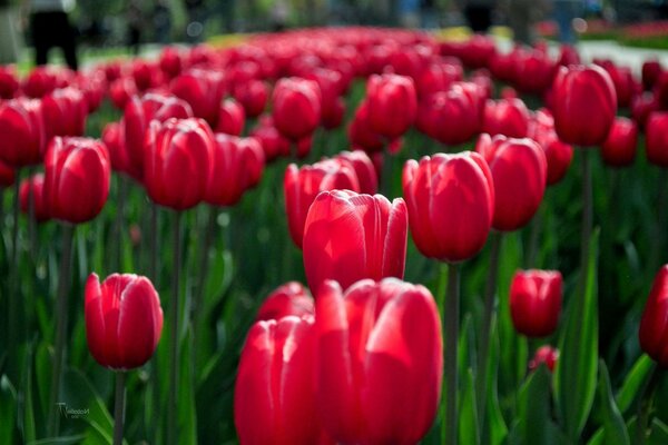 Naturaleza primaveral. Jardín de tulipanes rojos