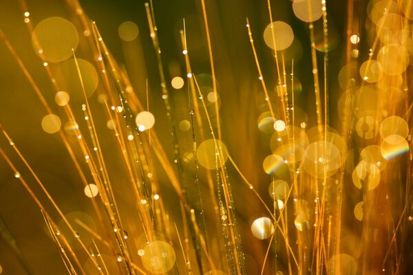 Gotas de orvalho na grama na luz brilhante