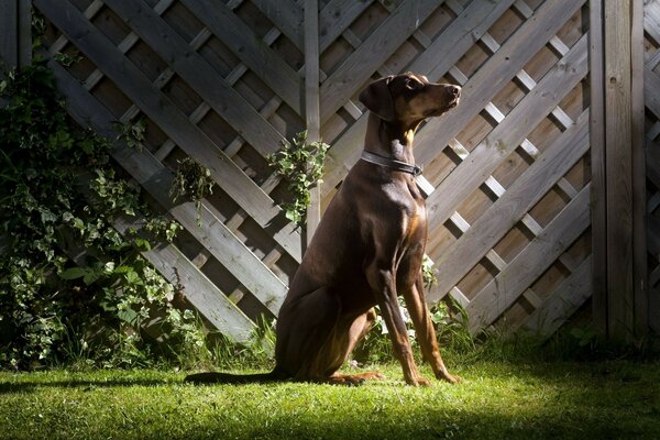 A brown dog on the green grass. Our smaller friends. Cute doggie