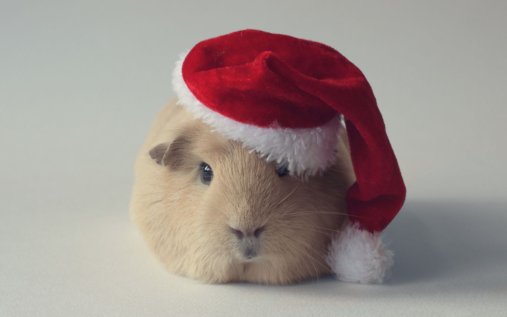 tiere säugetier winter pelz niedlich weihnachten kind ein kaninchen schnee wenig tier ostern haustier