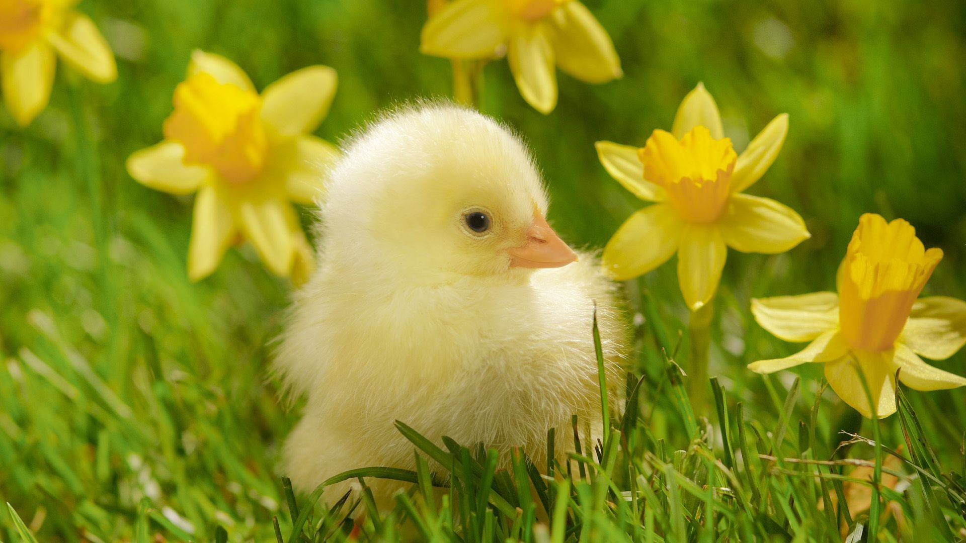 tiere ostern gras natur damen wenig blume heuhaufen im freien tier