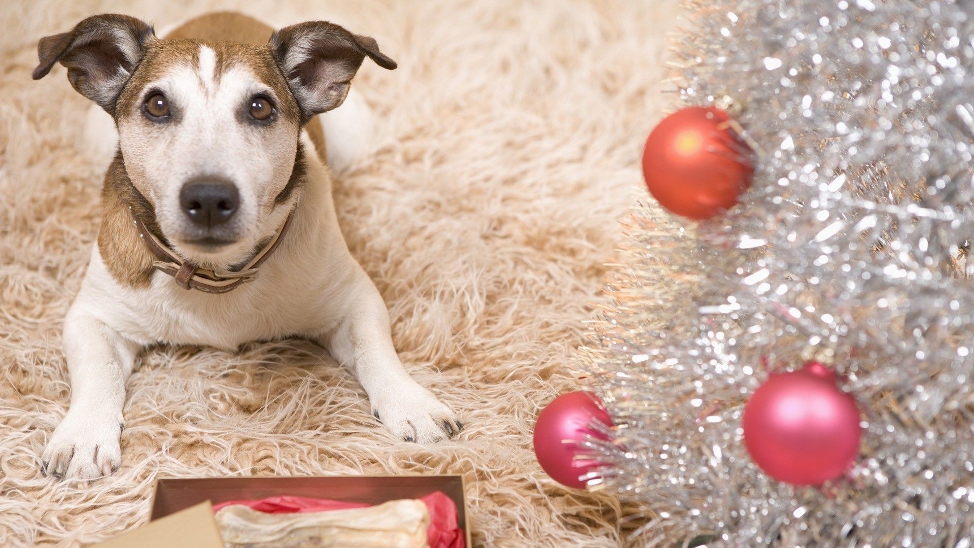 contrasti natale cane inverno palla