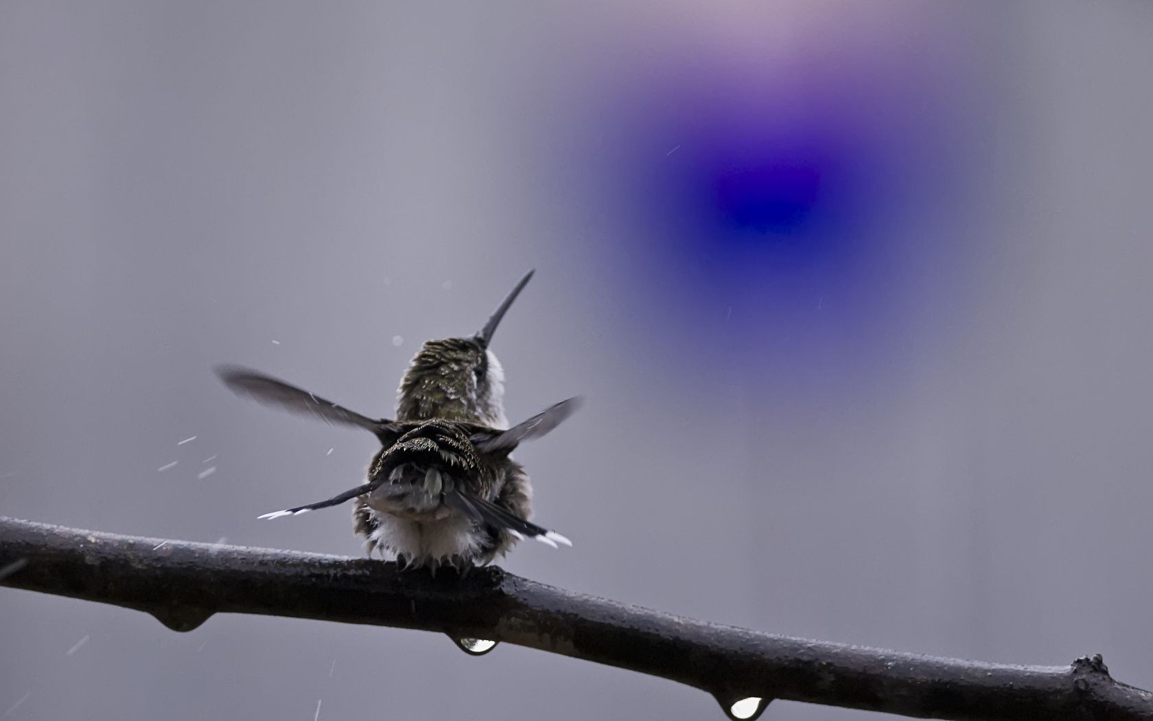 animals nature bird daylight insect outdoors blur wildlife little