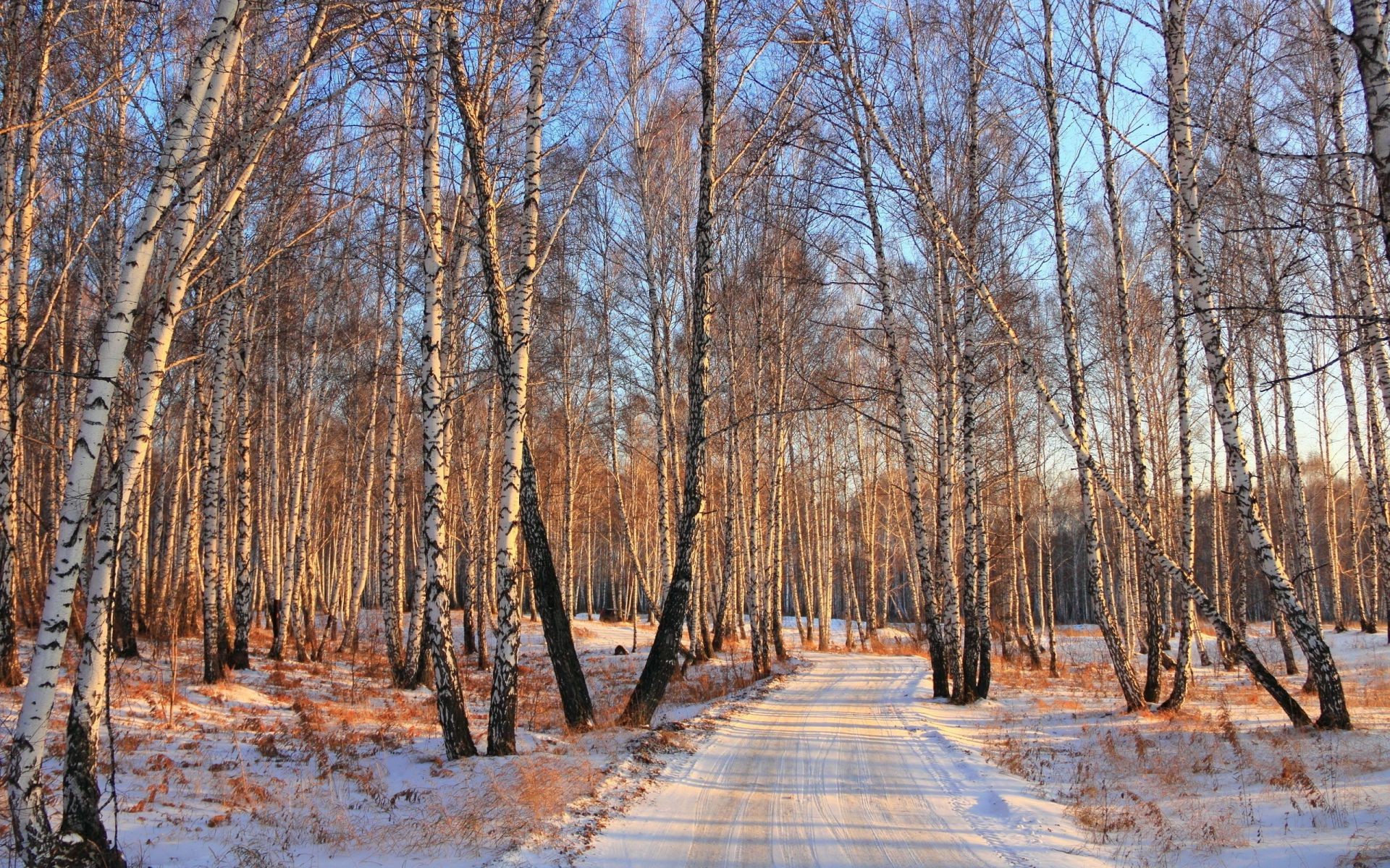 bäume holz baum winter natur landschaft saison schnee frost herbst wetter im freien filiale gutes wetter park kälte morgendä hrung umwelt szene ländlichen