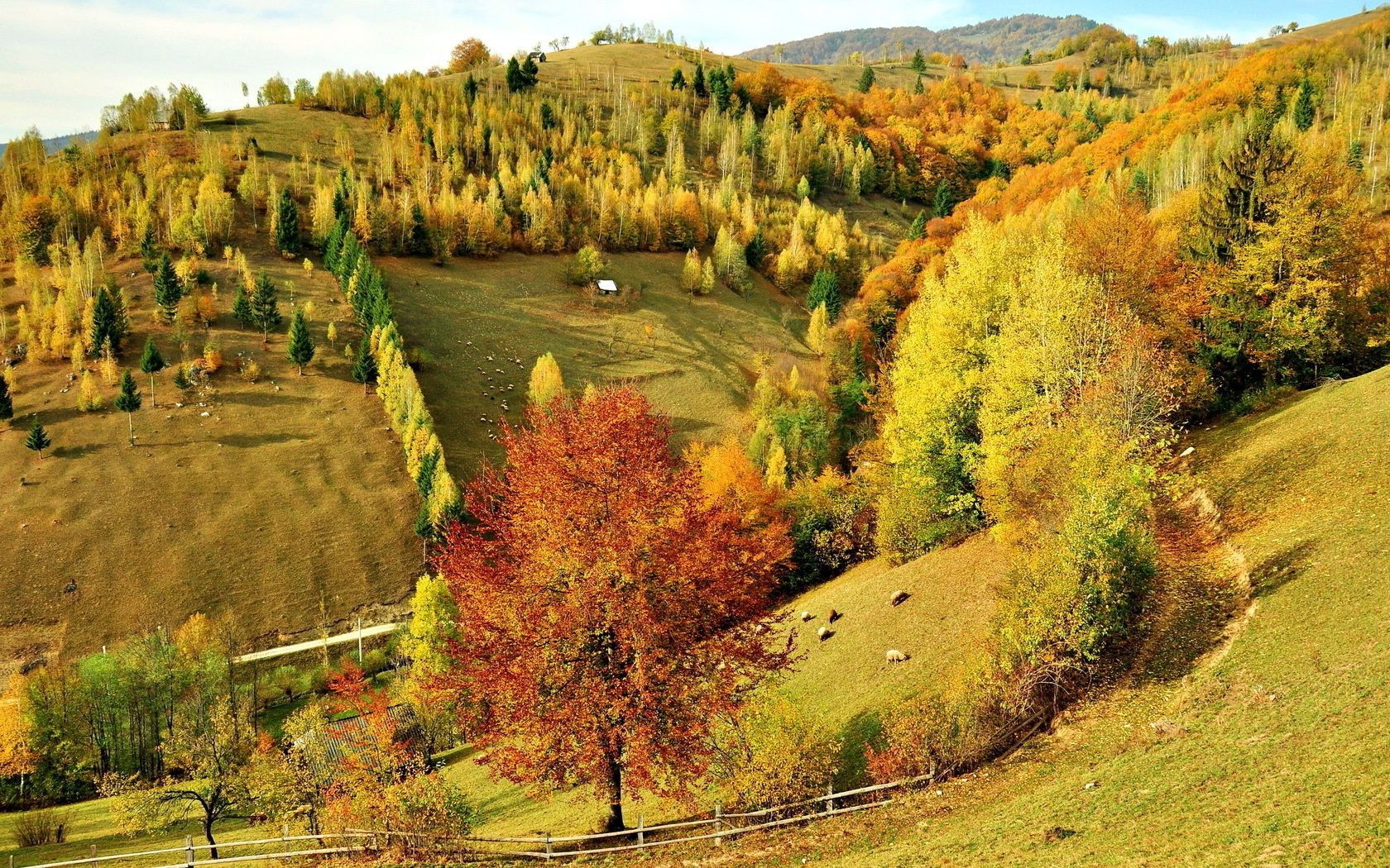 trees fall landscape nature wood tree scenic outdoors countryside travel rural scenery mountain leaf hill grass sky season road