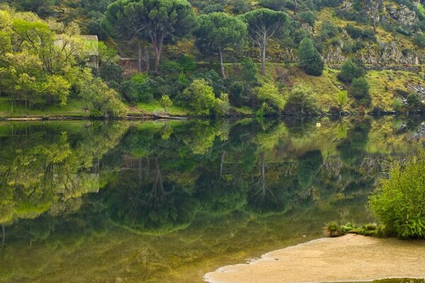 Bela natureza verde ao longo do rio