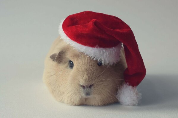 Guinea pig in a cap