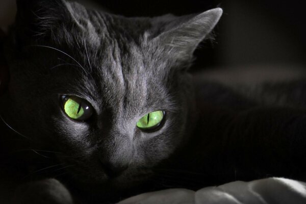 Portrait of a grey cat with green eyes