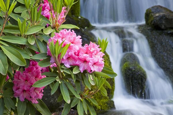 Waterfall on the background of pink flowers