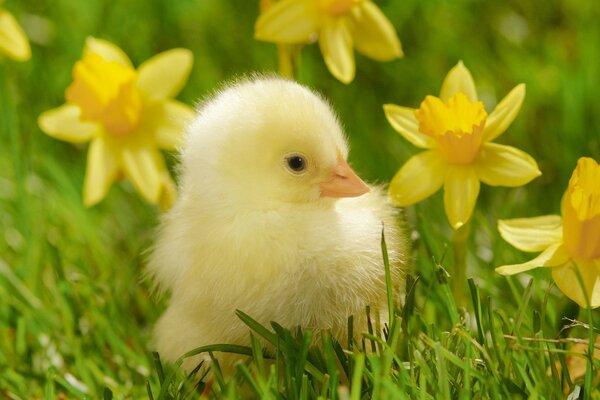 Cute chicken in the grass with daffodils