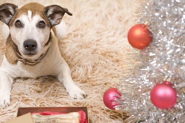 Weihnachtsgeschenk für den Hund