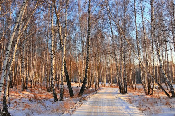 Principios de invierno, abedules en el bosque