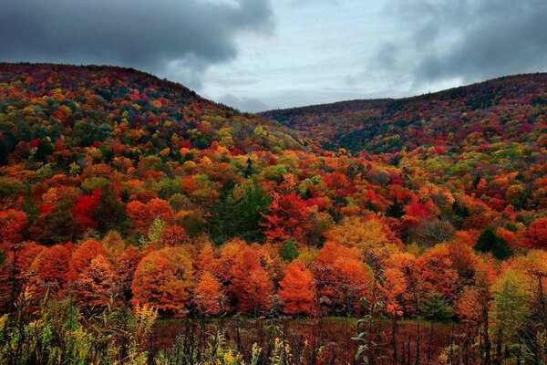 Floresta de outono em todas as cores