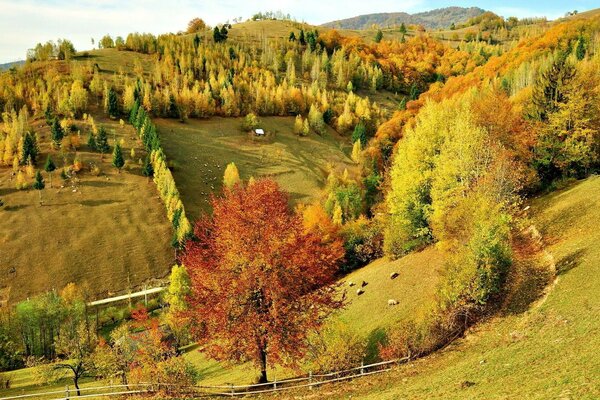 Autumn landscape and a small clearing