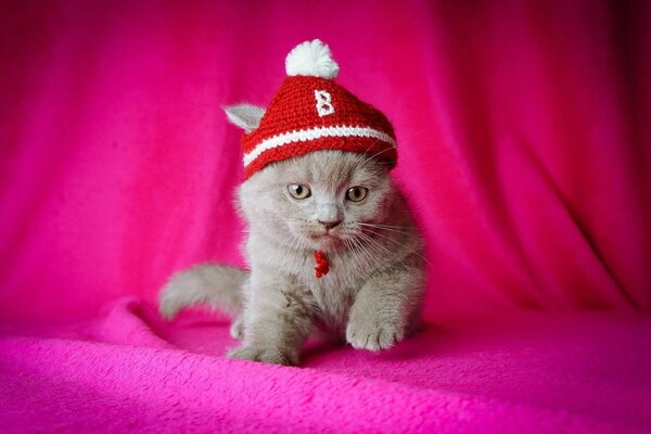 Cute kitten in a red hat