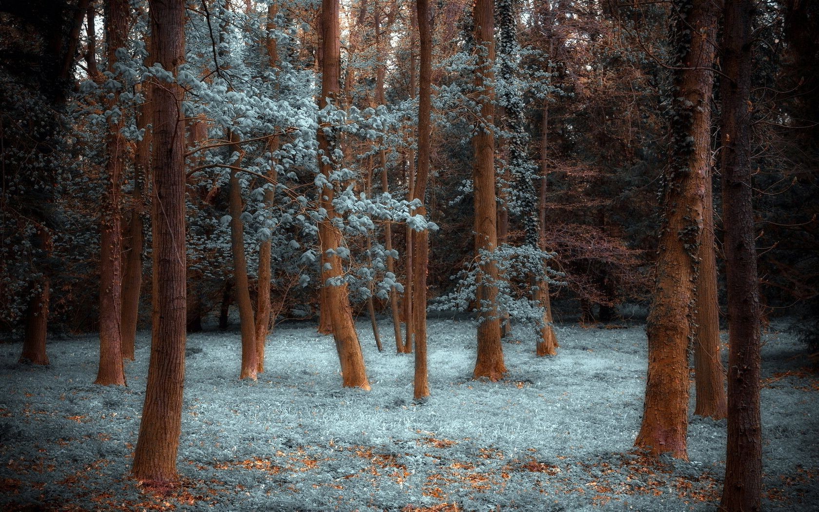 arbres bois arbre nature automne parc paysage tronc saison feuille hiver neige pin branche gel scénique brouillard environnement aube écorce