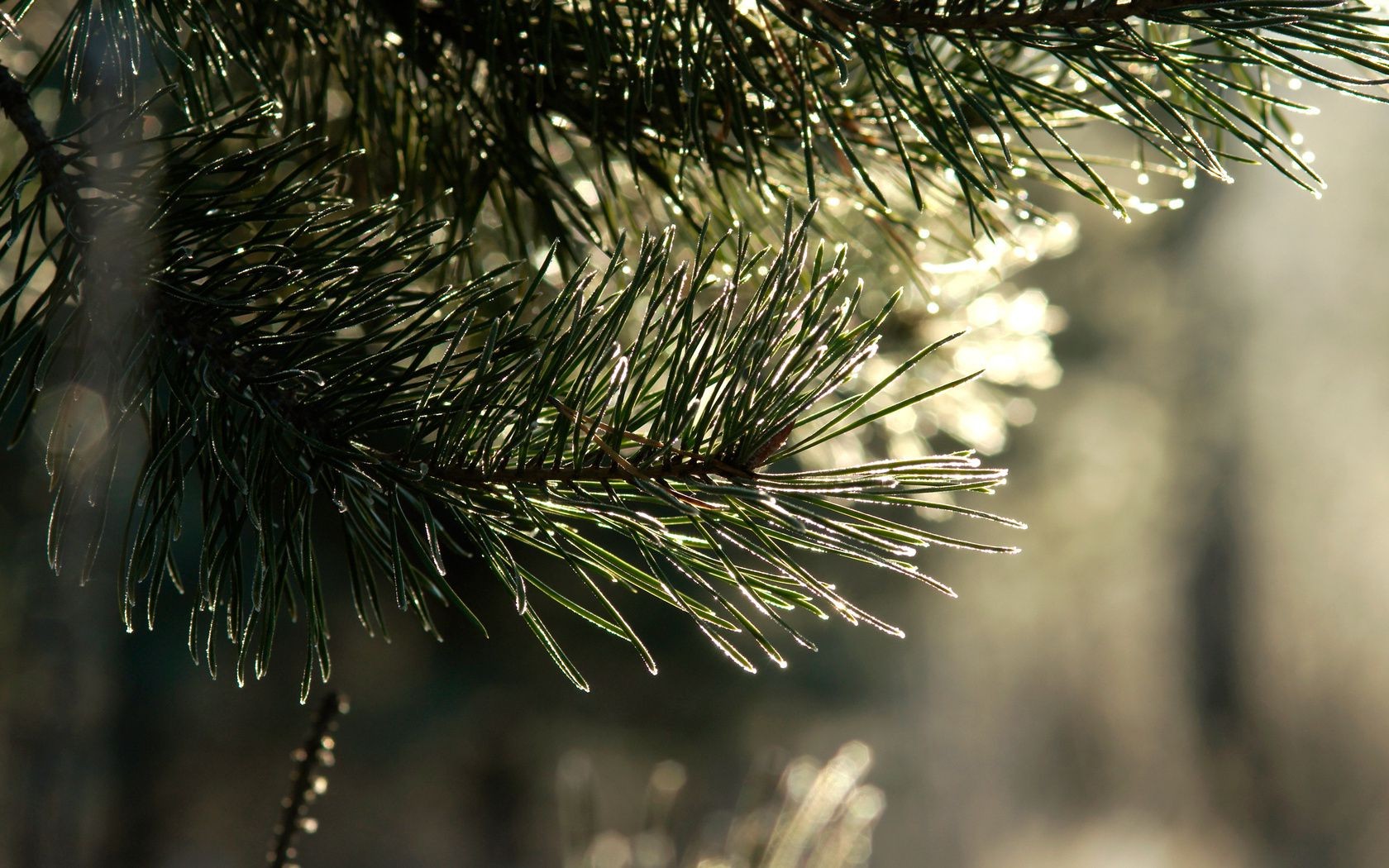 trees winter needle christmas pine tree evergreen conifer nature branch fir spruce coniferous season bright shining snow wood outdoors cone