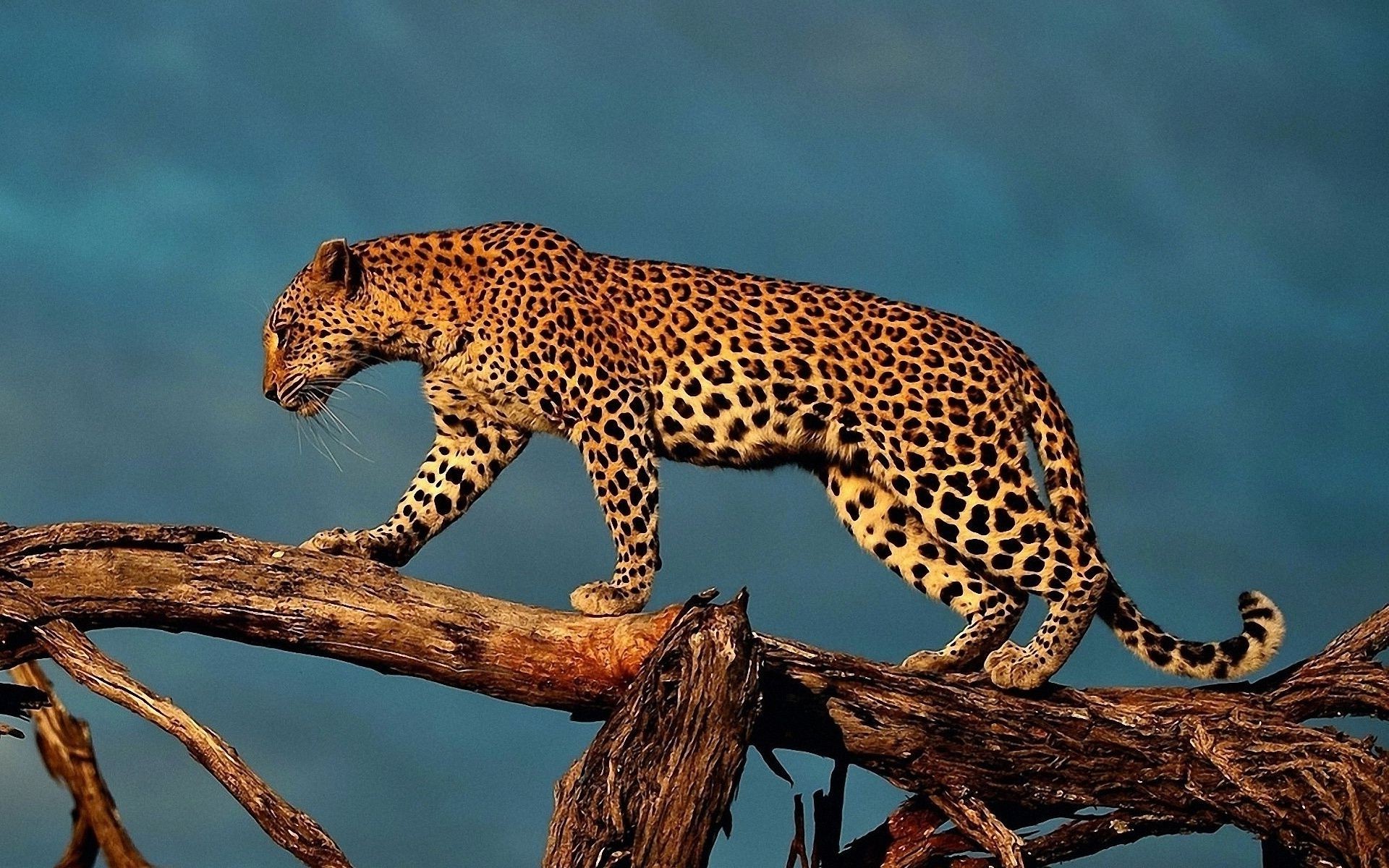 léopards faune chat mammifère nature léopard prédateur animal