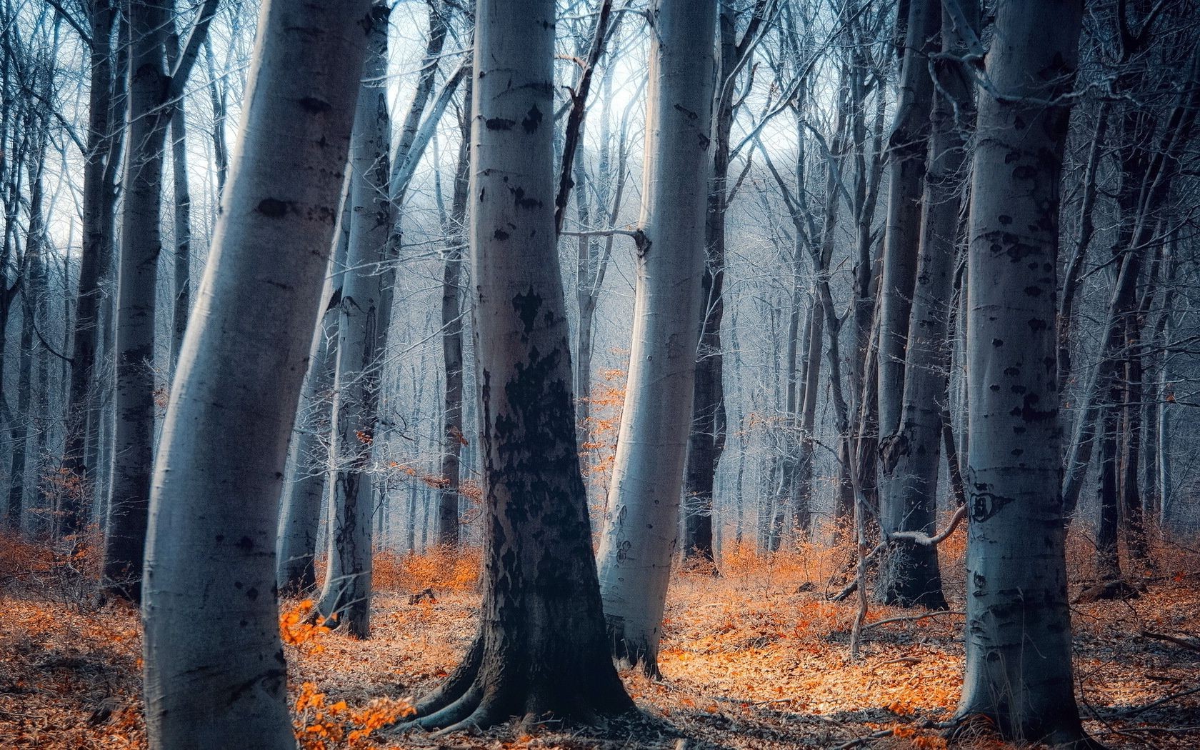 ağaçlar ahşap ağaç doğa park manzara sonbahar yaprak sezon açık havada gövde şube güzel hava koşulları doğal ortamlar şafak vakti ağaç kabuğu kış sis manzara