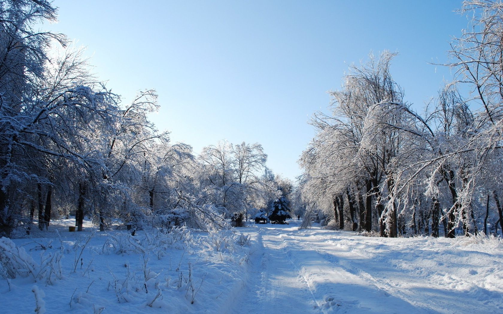 hiver neige gel froid congelé bois glace saison arbre paysage neigeux météo givré scénique neige-blanc branche tempête de neige scène congère