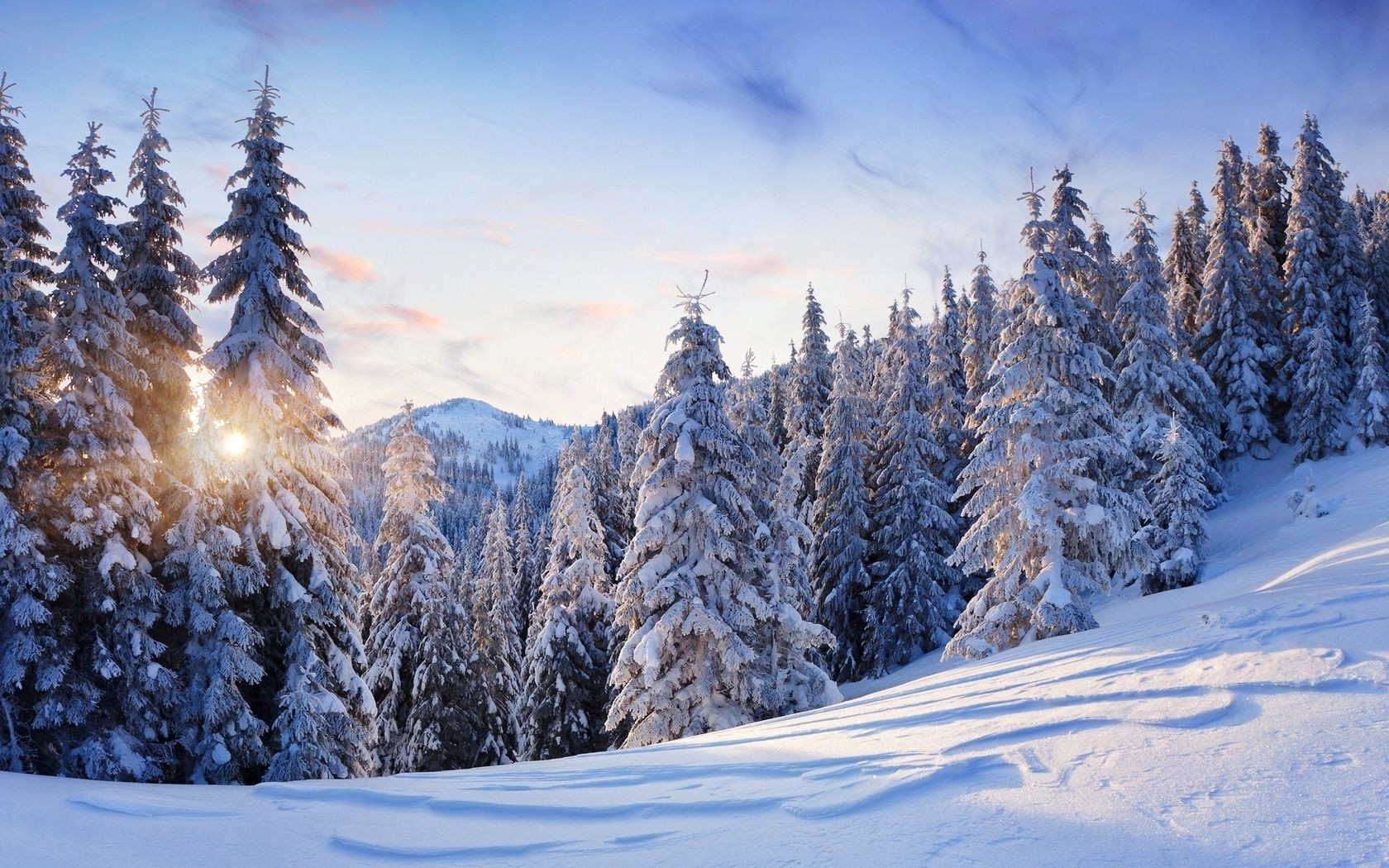 hiver neige froid bois gel montagnes scénique congelé neigeux saison glace evergreen paysage poudre bois sapin météo beau temps conifères