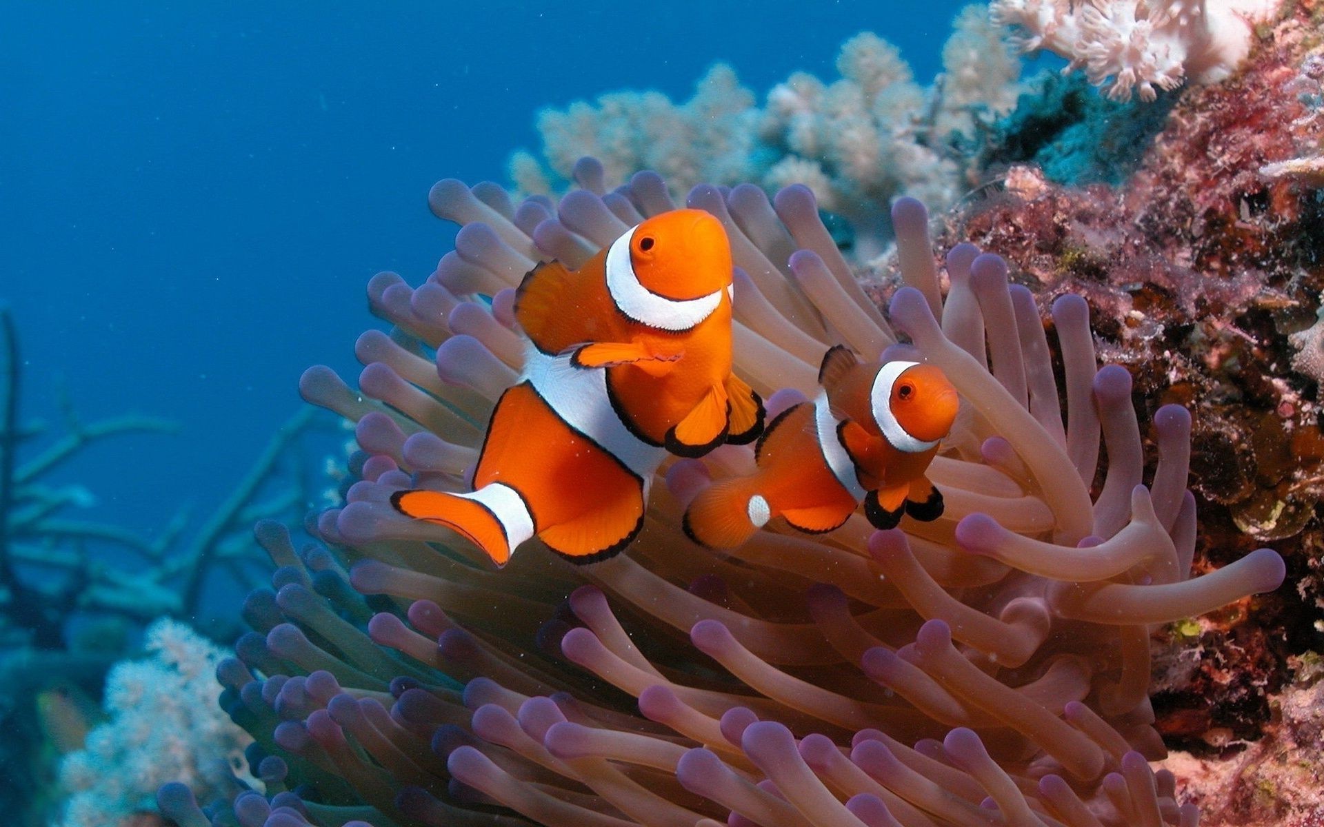 animals underwater coral fish reef invertebrate anemone ocean diving sea marine wildlife submarine scuba swimming aquarium saltwater aquatic water animal tropical