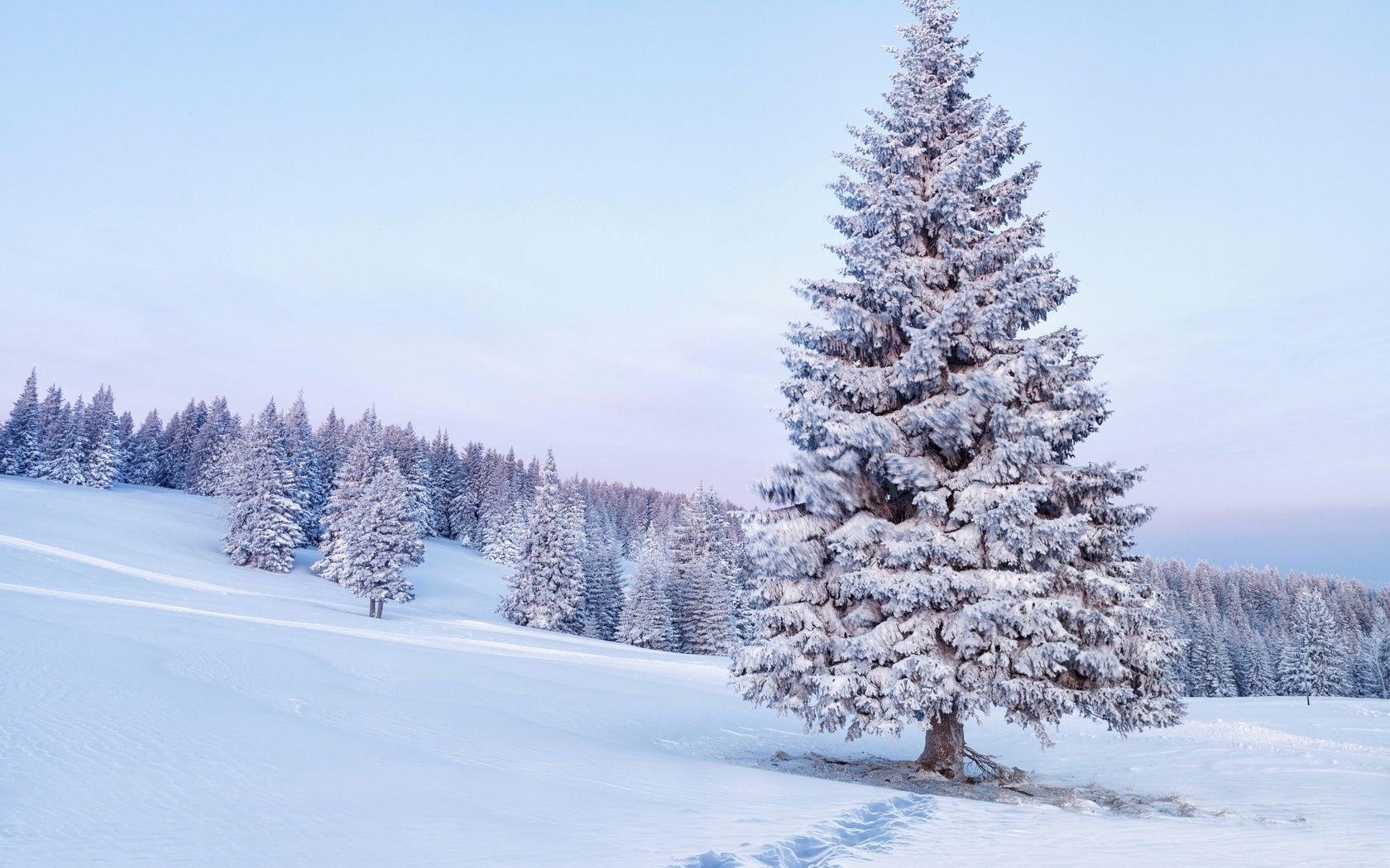 winter schnee frost kälte holz holz gefroren landschaft tanne eis wetter saison evergreen landschaftlich kiefer fichte verschneit nadelbaum schneewehe