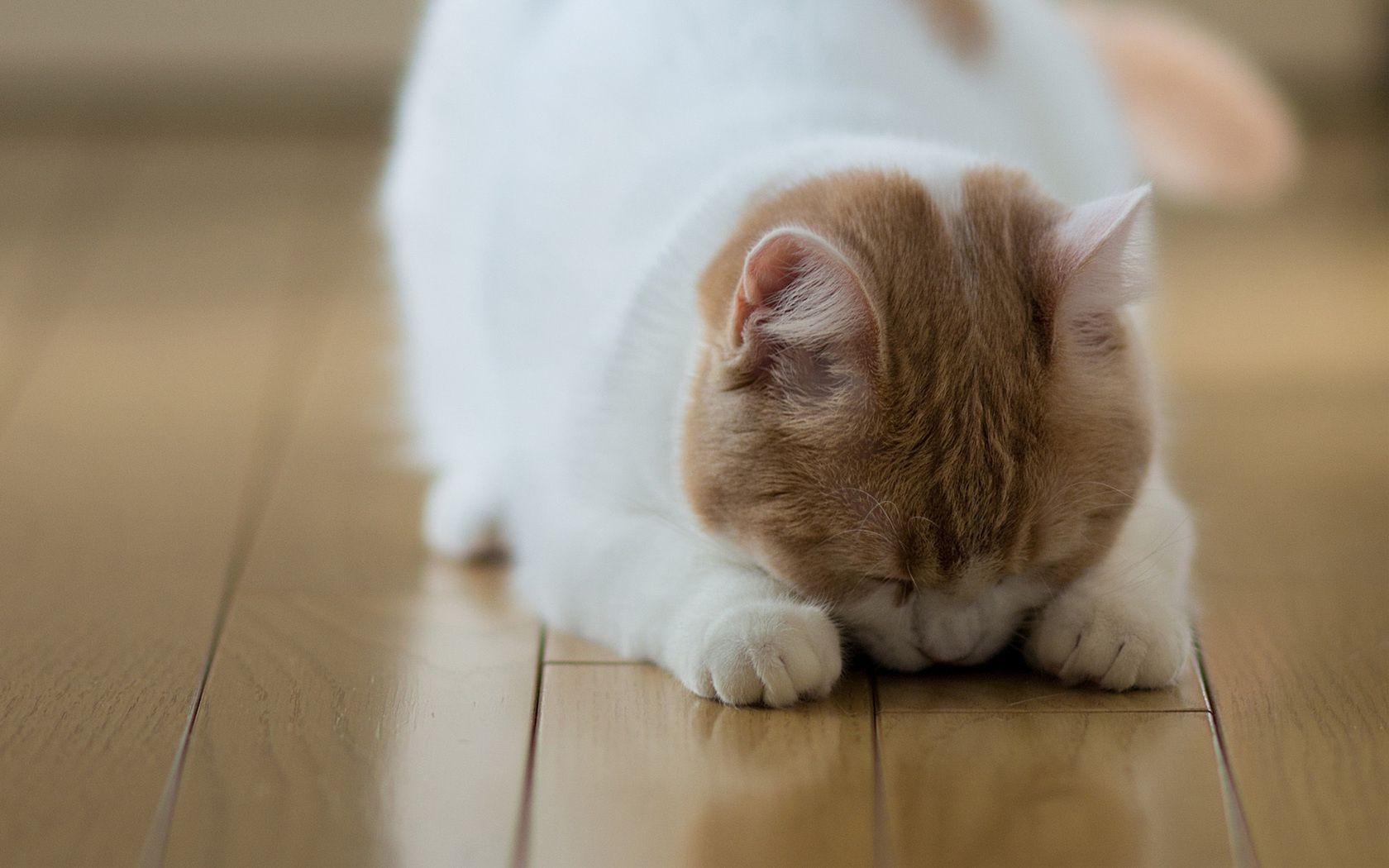 gatos animal de estimação mamífero retrato dentro de casa bonito cão gato quarto doméstico animal sentar-se criança família solteiro pouco ver dormir filhote de cachorro mobília