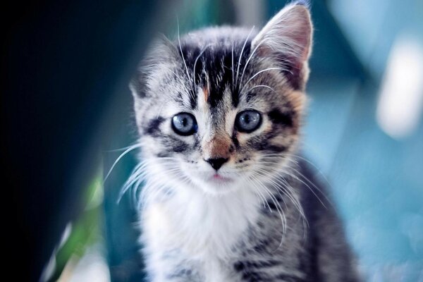 Cute kitten. Unusual photos of animals