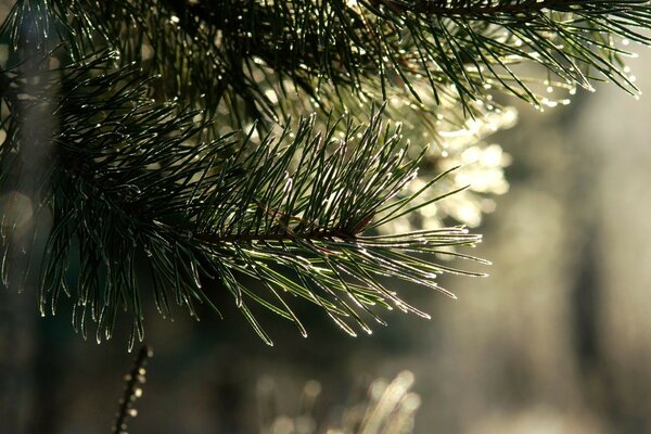 Aiguilles de pin en hiver à Noël