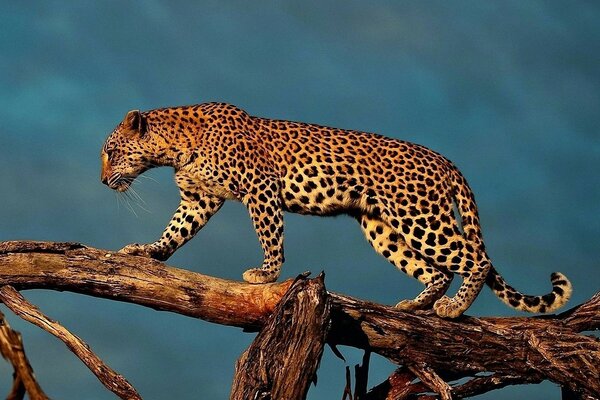 Leopard in the wild on a tree