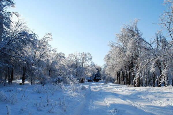 Cuento de nieve en el bosque de invierno