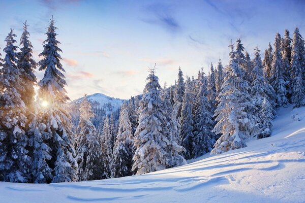 Cold and beautiful winter in the forest