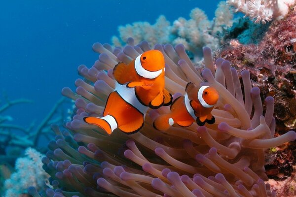 Orangefarbene Fische auf Korallenhintergrund