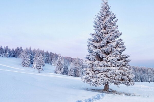 Majestic snow-covered spruce in a hilly forest