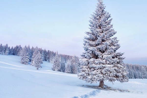 Majestatyczny śnieżny świerk w pagórkowatym lesie