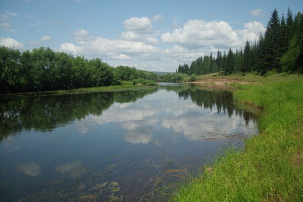 Fluss im Hintergrund des Waldes