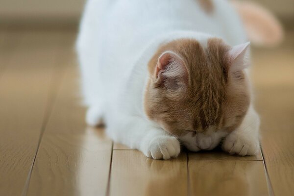 Gato lindo durmiendo en el Suelo